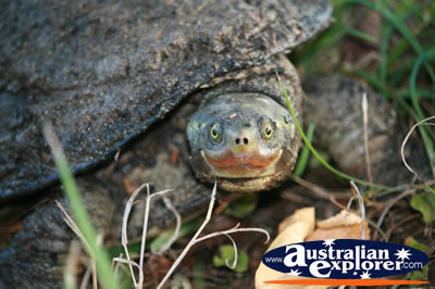 Face Shot of Turtle . . . CLICK TO VIEW ALL TURTLES POSTCARDS