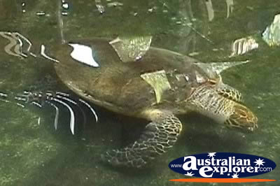 Turtle Marineland Melanesia . . . CLICK TO VIEW ALL TURTLES POSTCARDS