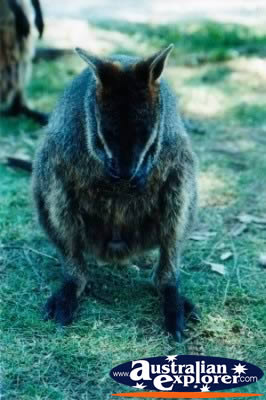 Wallaby Close Up . . . VIEW ALL WALLAROOS PHOTOGRAPHS