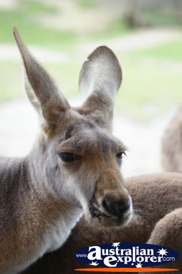 Wallaby Face Shot . . . VIEW ALL WALLAROOS PHOTOGRAPHS