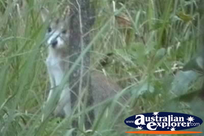Wallaroo Behind Tree . . . VIEW ALL WALLAROOS PHOTOGRAPHS