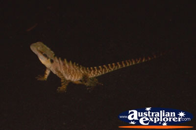 Water Dragon at Night . . . CLICK TO VIEW ALL WATER DRAGONS POSTCARDS