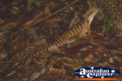 Water Dragon on Leaves . . . CLICK TO VIEW ALL WATER DRAGONS POSTCARDS