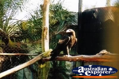 Wedge Tailed Eagle on Branch . . . CLICK TO VIEW ALL WEDGE TAILED EAGLES POSTCARDS