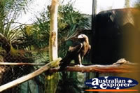 Wedge Tailed Eagle on Branch . . . CLICK TO ENLARGE