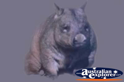 Wombat . . . CLICK TO VIEW ALL WOMBATS POSTCARDS