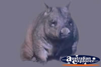 Wombat . . . CLICK TO ENLARGE