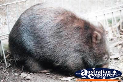 Wombat Resting . . . VIEW ALL WOMBATS PHOTOGRAPHS