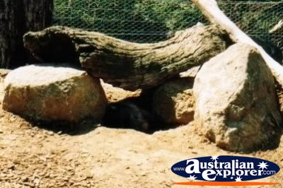 Wombat under Log . . . CLICK TO VIEW ALL WOMBATS POSTCARDS