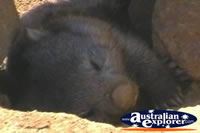Wombat Sleeping . . . CLICK TO ENLARGE