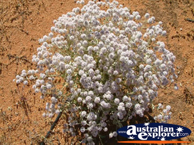 Wildflowers on Way to Mt Magnet . . . CLICK TO VIEW ALL WILDFLOWERS POSTCARDS