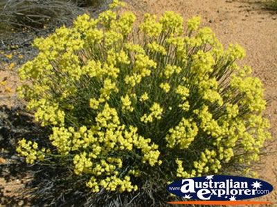 Many Wildflowers on Way to Dalwallinu . . . VIEW ALL WILDFLOWERS PHOTOGRAPHS