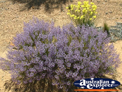 Purple Wildflowers on Way to Dalwallinu . . . VIEW ALL WILDFLOWERS PHOTOGRAPHS