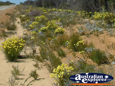 Yellow Wildflowers on Way to Dalwallinu . . . VIEW ALL WILDFLOWERS PHOTOGRAPHS
