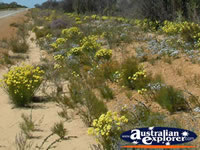 Yellow Wildflowers on Way to Dalwallinu . . . CLICK TO ENLARGE