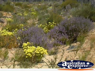 Mixture of Wildflowers on Way to Dalwallinu . . . VIEW ALL WILDFLOWERS PHOTOGRAPHS