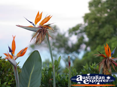 Bird of Paradise Plants in Montville . . . CLICK TO VIEW ALL POINTSETTIA POSTCARDS