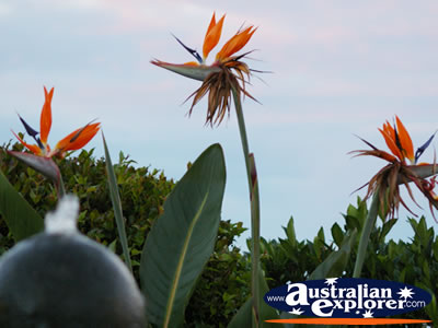 Bird of Paradise in Montville . . . CLICK TO VIEW ALL POINTSETTIA POSTCARDS