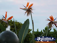 Bird of Paradise in Montville . . . CLICK TO ENLARGE