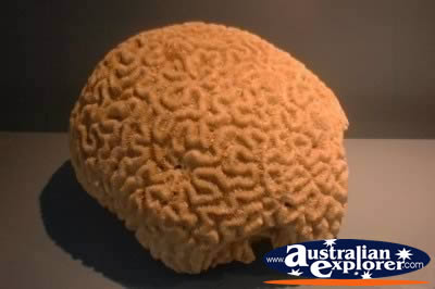 Brain Coral . . . VIEW ALL GIANT CLAMS PHOTOGRAPHS