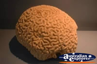 Brain Coral . . . CLICK TO ENLARGE