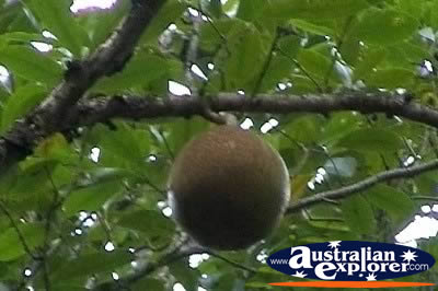 Cannonball Mangrove . . . VIEW ALL STAGHORN FERNS PHOTOGRAPHS