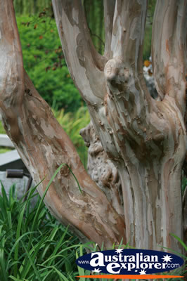 Chinese Tree . . . VIEW ALL CHINESE TREE PHOTOGRAPHS
