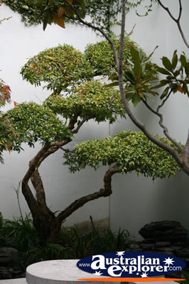 Bonsai Tree . . . CLICK TO VIEW ALL CHINESE TREE POSTCARDS