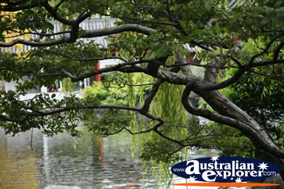 Chinese Garden Tree Over Water . . . CLICK TO VIEW ALL CHINESE TREE POSTCARDS