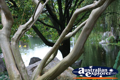 Chinese Healing Tree . . . VIEW ALL CHINESE TREE PHOTOGRAPHS