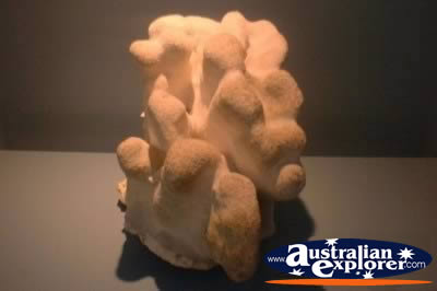 Coral Display . . . VIEW ALL GIANT CLAMS PHOTOGRAPHS