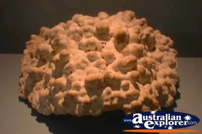 Pretty Coral . . . VIEW ALL GIANT CLAMS PHOTOGRAPHS