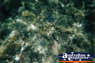 Coral In Great Barrier Reef . . . CLICK TO VIEW ALL CORAL (MORE) POSTCARDS