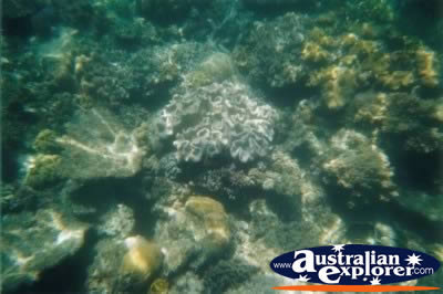 Coral Great Barrier Reef Underwater . . . CLICK TO VIEW ALL CORAL (MORE) POSTCARDS