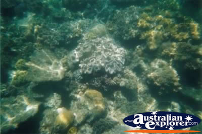Coral Great Barrier Reef Underwater . . . VIEW ALL CORAL (MORE) PHOTOGRAPHS
