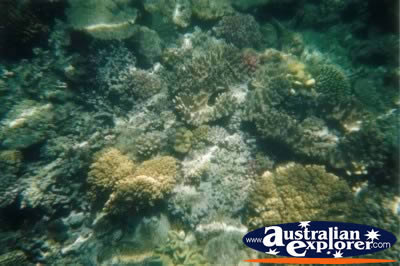 Great Barrier Reef Coral . . . CLICK TO VIEW ALL CORAL (MORE) POSTCARDS