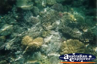 Great Barrier Reef Coral . . . CLICK TO ENLARGE