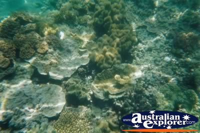 Coral Great Barrier Reef . . . CLICK TO VIEW ALL CORAL (MORE) POSTCARDS