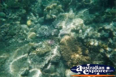 Overhead shot of coral In the Great Barrier Reef . . . CLICK TO VIEW ALL CORAL (MORE) POSTCARDS