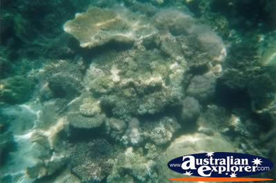 Great Barrier Reef Coral Underwater . . . CLICK TO VIEW ALL CORAL (MORE) POSTCARDS
