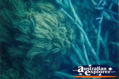 Coral In Reef At Green Island . . . VIEW ALL CORAL (MORE THREE) PHOTOGRAPHS