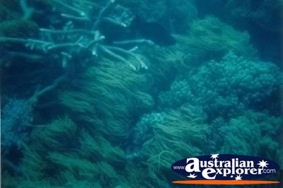 Green Island Coral . . . VIEW ALL CORAL (MORE THREE) PHOTOGRAPHS