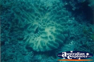 Green Island Pretty Coral . . . CLICK TO VIEW ALL CORAL (MORE THREE) POSTCARDS