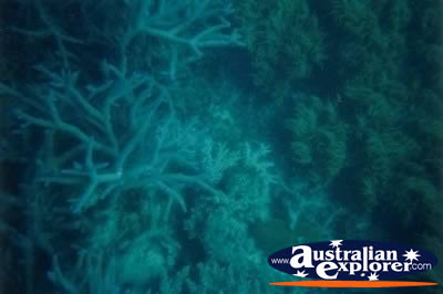 Green Island Interesting Coral . . . VIEW ALL CORAL (MORE THREE) PHOTOGRAPHS