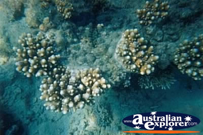Whitsundays Stunning Coral . . . VIEW ALL GIANT CLAMS PHOTOGRAPHS