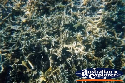 Coral Whitsundays . . . VIEW ALL GIANT CLAMS PHOTOGRAPHS