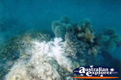 Interesting Coral Whitsundays . . . CLICK TO VIEW ALL CORAL (MORE) POSTCARDS