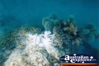 Interesting Coral Whitsundays . . . CLICK TO ENLARGE