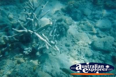 Whitsundays Coral . . . VIEW ALL CORAL (MORE TWO) PHOTOGRAPHS
