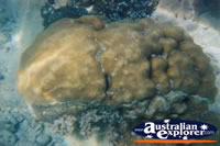 Whitsundays Interesting Coral . . . CLICK TO ENLARGE